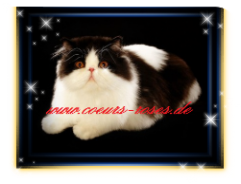 Großer Euro Champion Heartfighter`s  Sean Connery